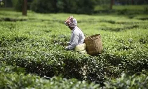 Assam tea garden owners raise daily wage of workers by Rs 26