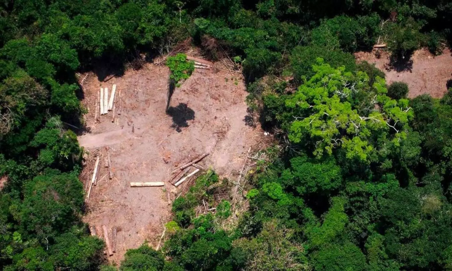 Disease outbreaks more likely in deforestation areas, study finds