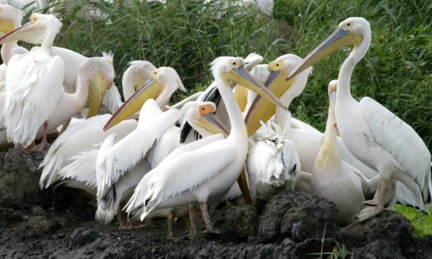 Birds give people as much happiness as money: Study