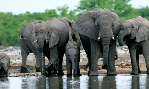 African Elephants make it to the IUCN Red List