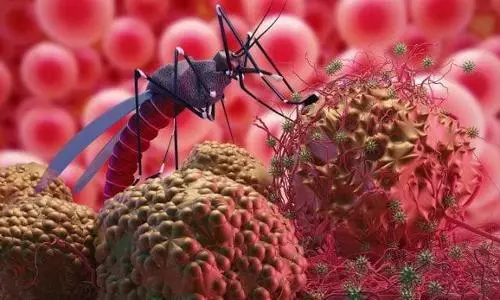 UoH research team finds route to potential cure for malaria