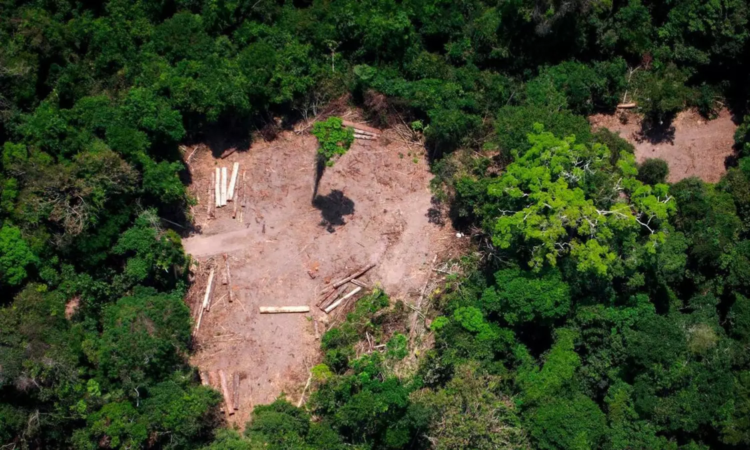 India lost 2.3 million hectares of tree cover between 2001 & 2023!