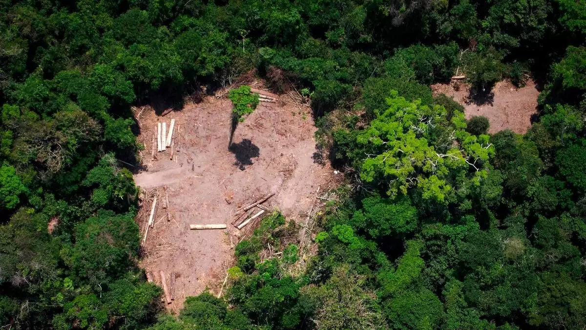 Record area of Amazon gets cleared in 2022 1st half