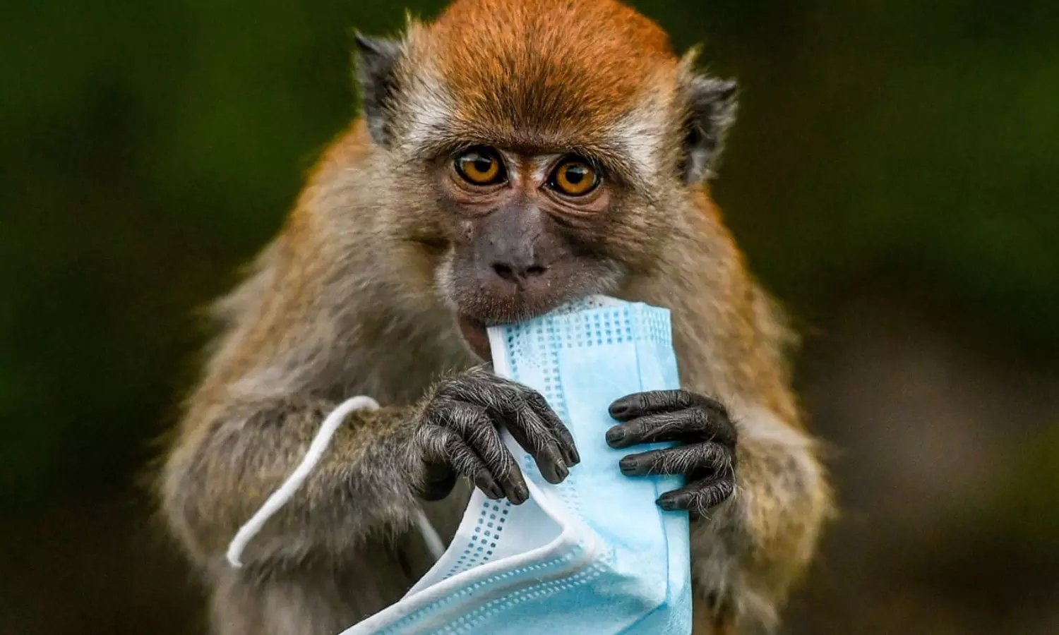 Covid PPE killing animals: Report