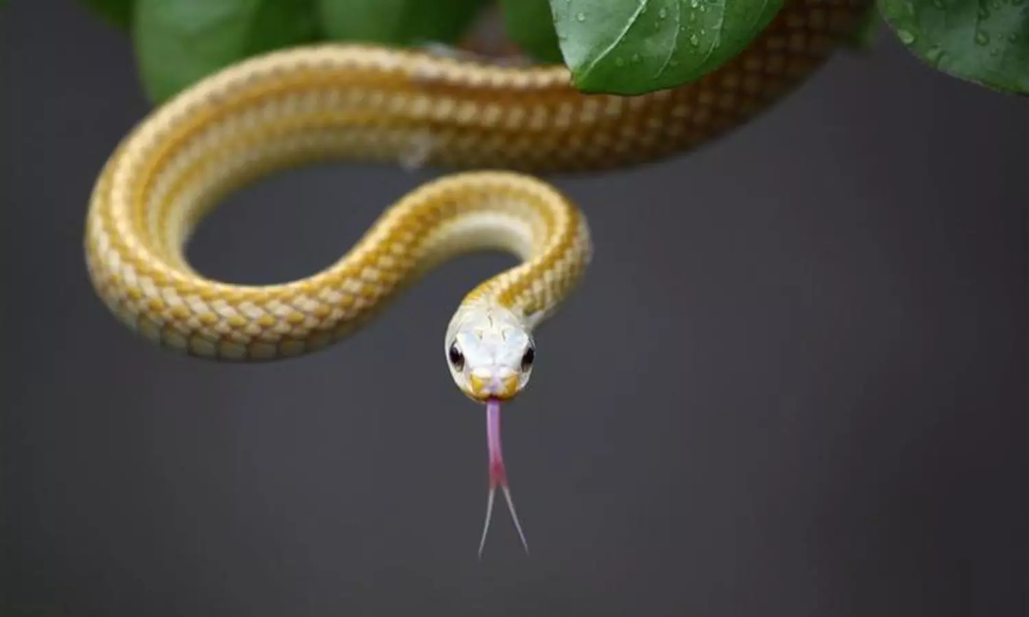 Human saliva may become as lethal as snake venom: Study