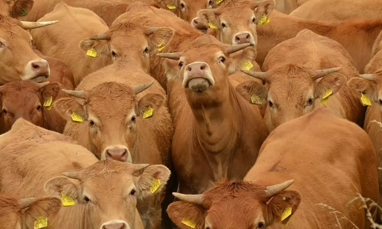 Gujarat university to build cowshed following astrologers advice