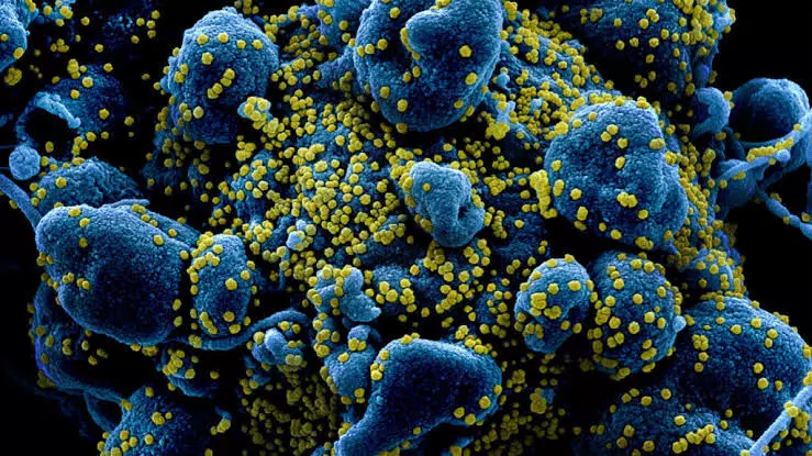 US Scientists identify new mutant coronavirus, name it BV-1
