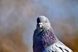 BSF demands legal action against pigeon from Pakistan