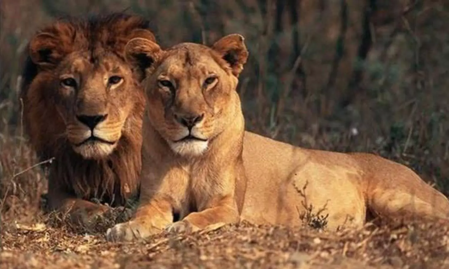 8 Asiatic lions from Hyderabad zoo have SARS-CoV2, not COVID: Centre