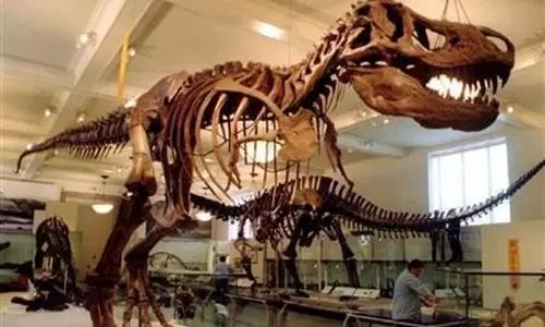 More than 2 billion T. rex may have roamed the Earth: study suggests