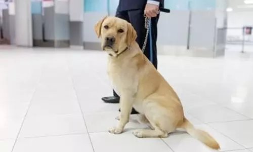 Sniffer dogs can detect COVID faster than a PCR test : Study