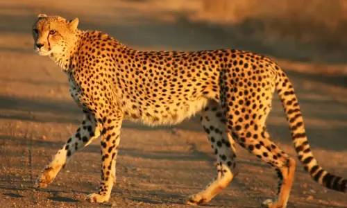 Cheetah to be reintroduced in India: MP Forest Minister