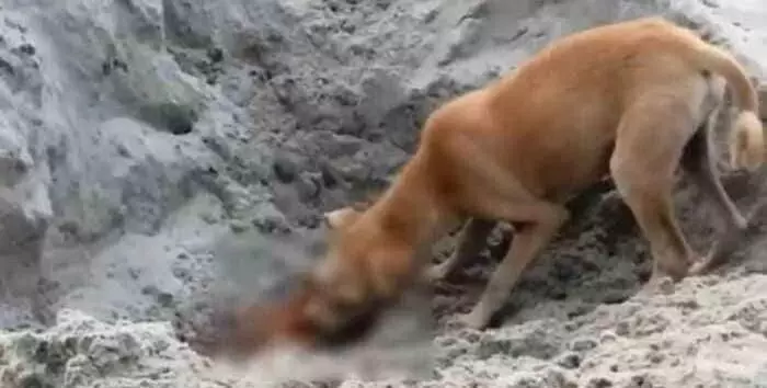 Disturbing video of dogs feeding on human corpses in Uttarakhand goes viral