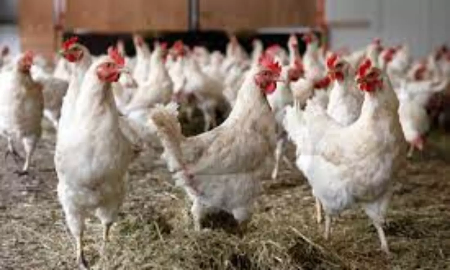 Bird flu outbreak: China reports first human case with H10N3