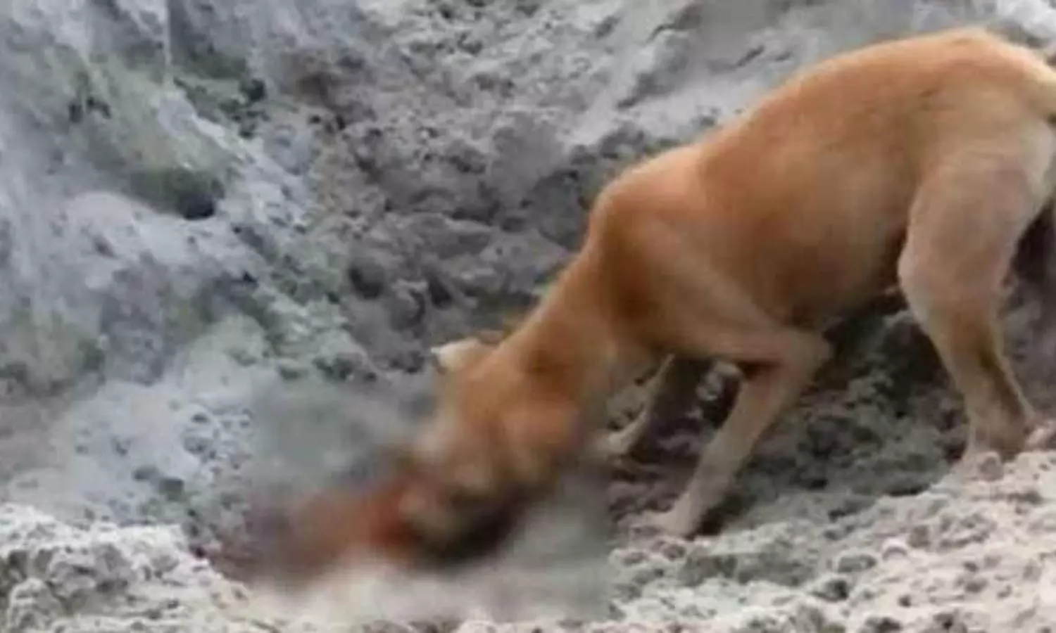 Disturbing video of dogs feeding on human corpses in Uttarakhand goes viral