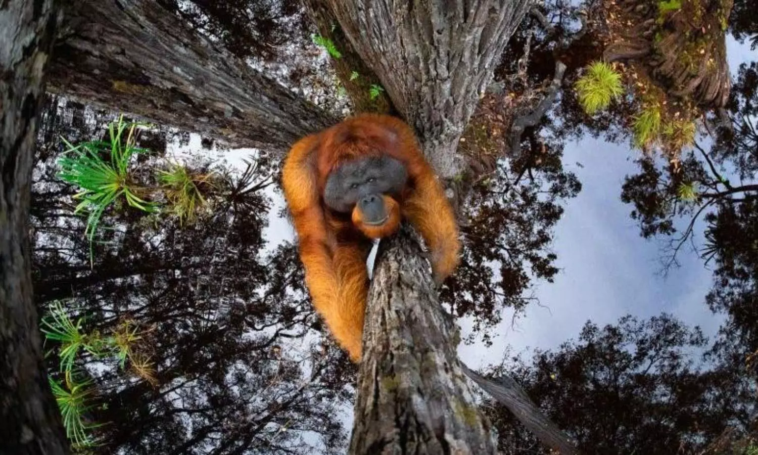 Kerala mans upside down orangutan image wins wildlife photo prize