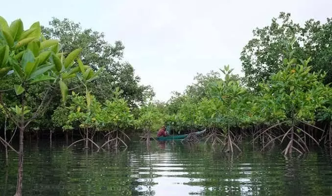 Experts advise to grow mangroves to save Kerala coast from sea surge