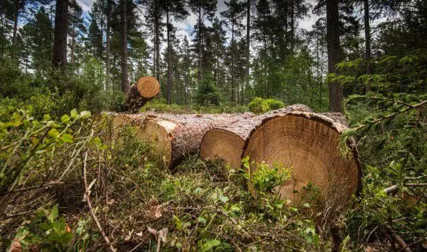 Kerala Forest Minister vows stringent actions against illegal tree fellers Kerala Forest Minister vows stringent actions against illegal tree fellers