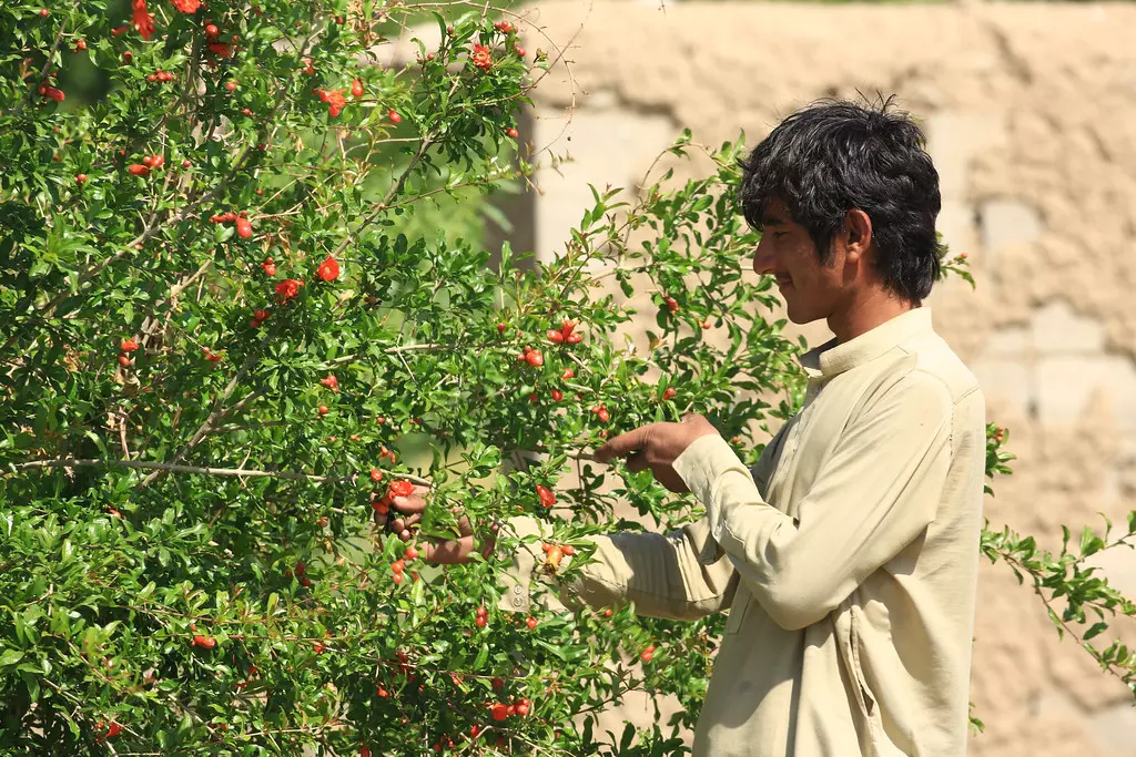 Karnataka to boost horticulture using Israeli techs
