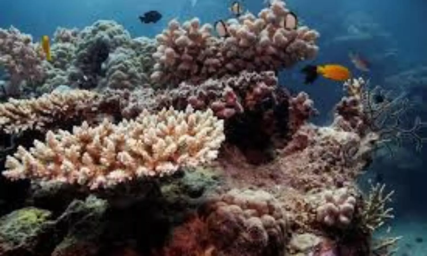 Australia opposes UN move to downgrade the Great Barrier Reef