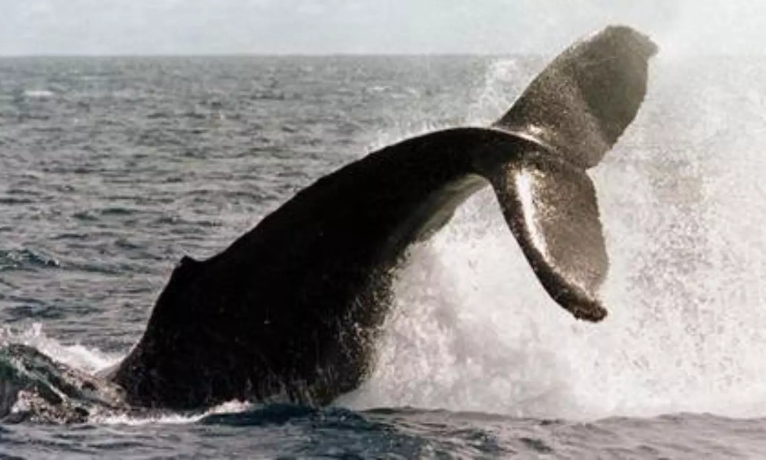 37-million-old extinct whale remains unearthed in northern Saudi Arabia.