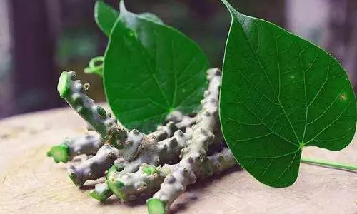 Ayush Ministry refutes claims of liver damage linked to Giloy