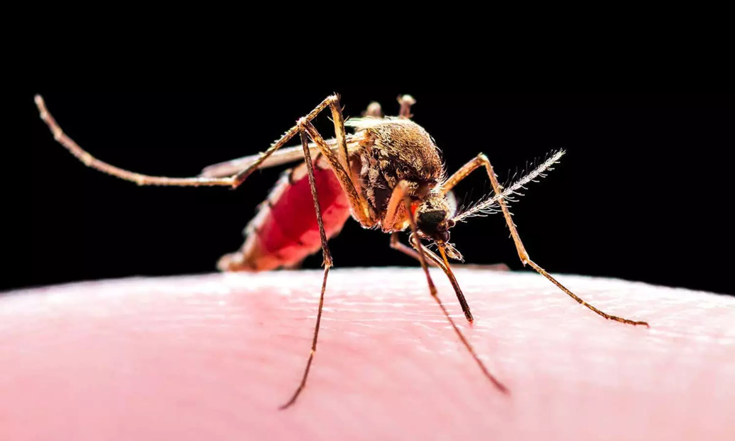Climate crisis may put 8bn people under malaria, dengue threat: Study