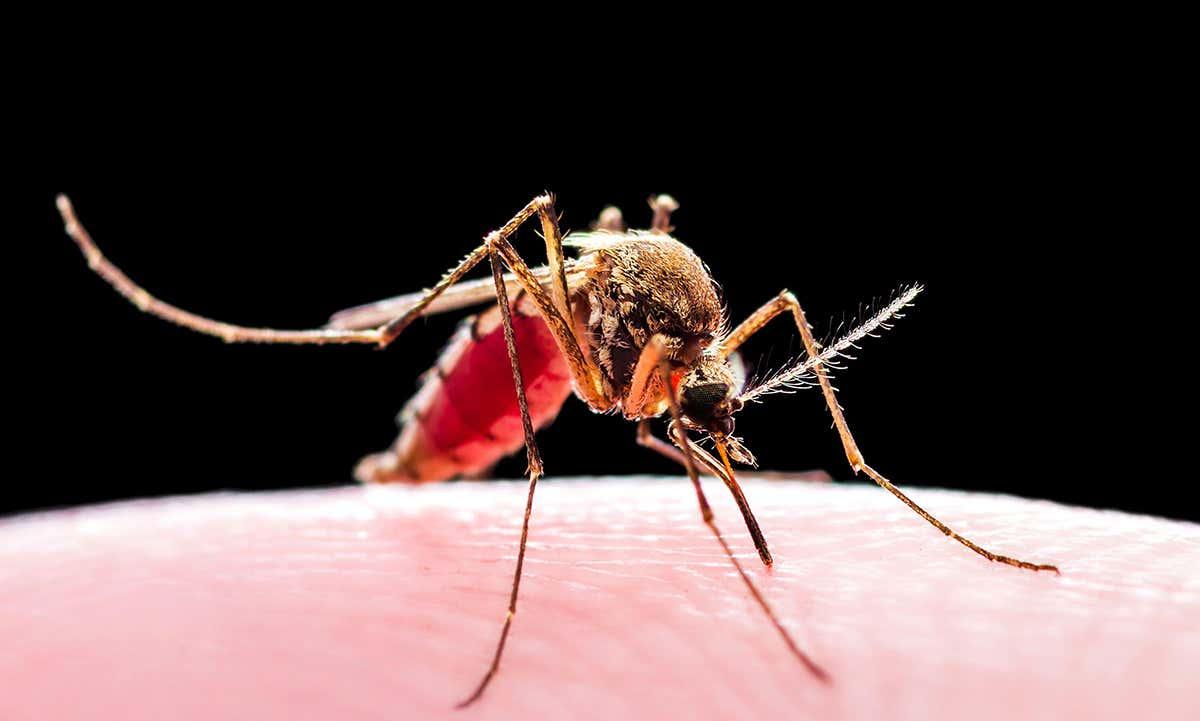 India reported 66% of Malaria in SE Asia in 2022