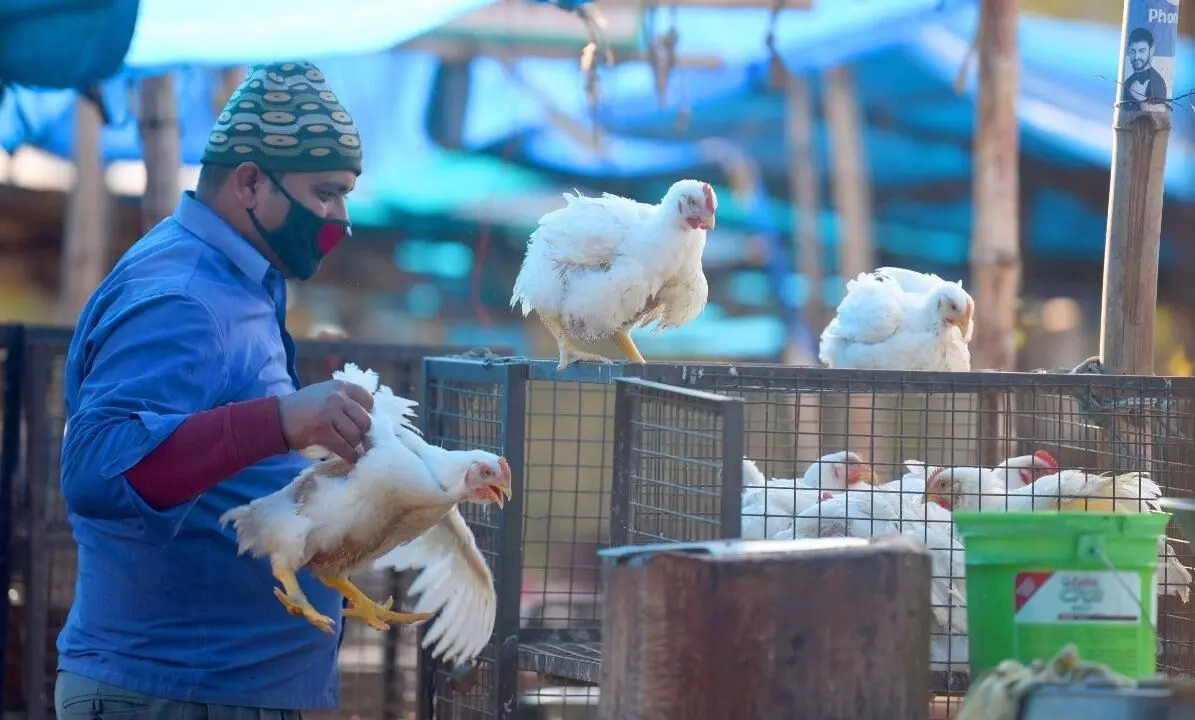 Bird flu: Found first time in human beings in India