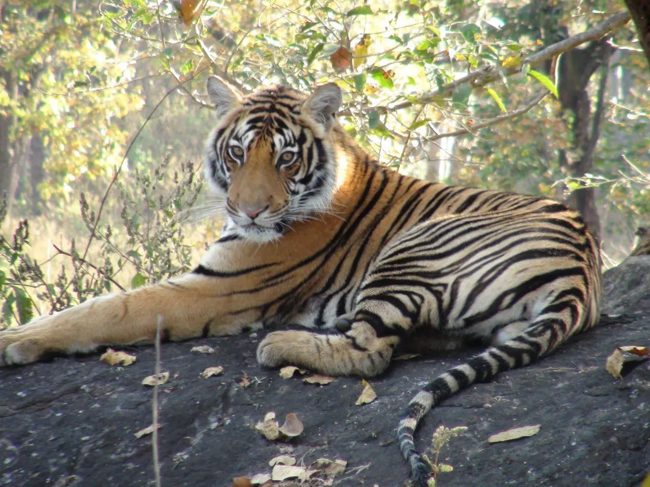 #InternationalTigerDay: PM stresses Indias commitment to nurturing tiger-friendly eco-systems
