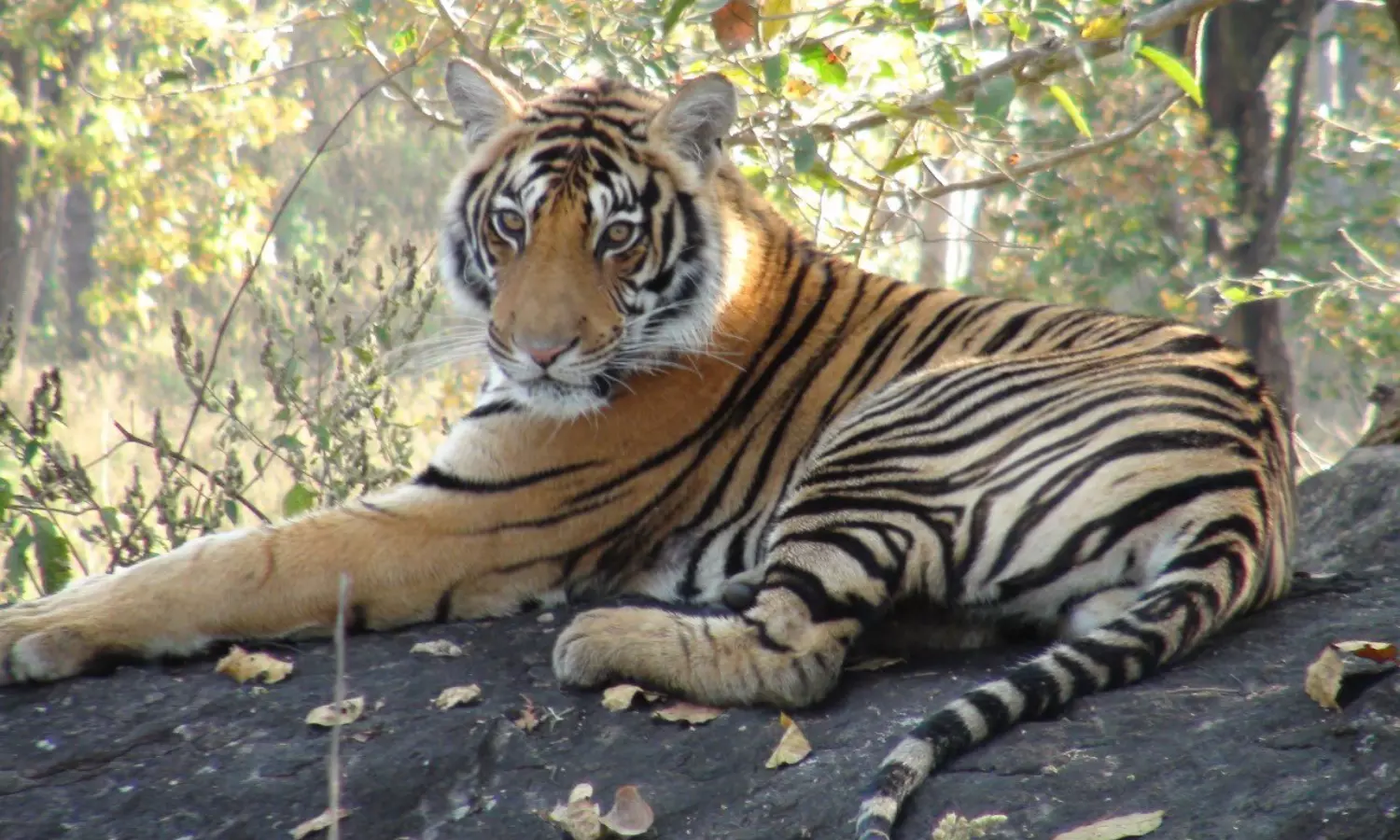 #InternationalTigerDay: PM stresses Indias commitment to nurturing tiger-friendly eco-systems