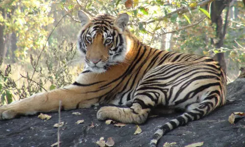#InternationalTigerDay: PM stresses Indias commitment to nurturing tiger-friendly eco-systems