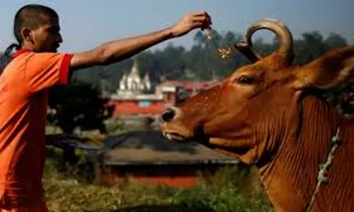 Allahabad HC frees three detained under NSA for slaughtering cow