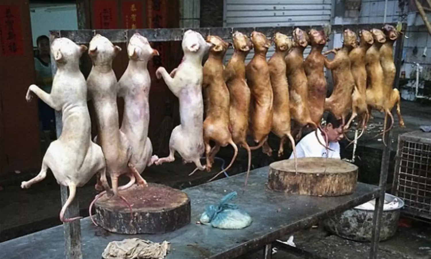 Taiwan bans eating dog, cat meat