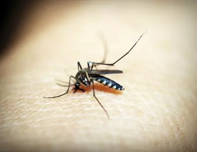 Delhi sees rise in vector-borne diseases, 27 cases reported last week