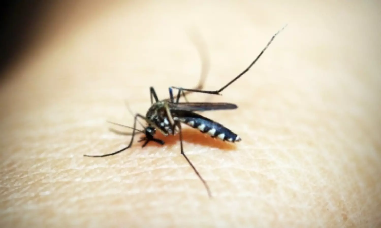 Delhi sees rise in vector-borne diseases, 27 cases reported last week