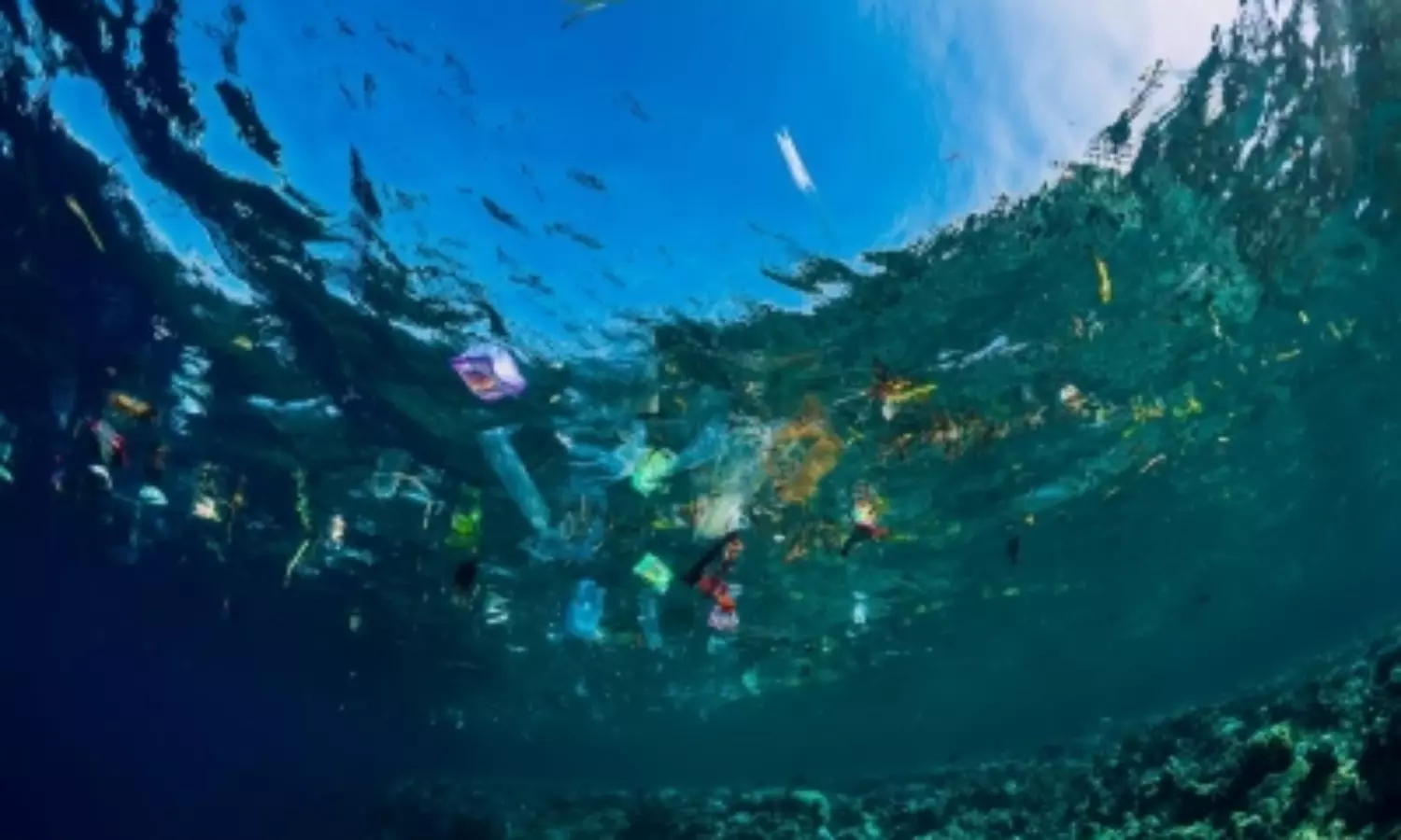 Migratory species among most vulnerable to plastic pollution in Asia-Pacific region: UN