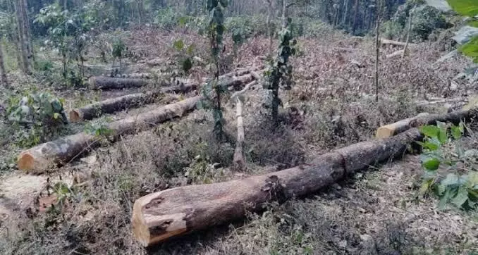 Kerala HC demands for extensive probe into illegal tree-felling