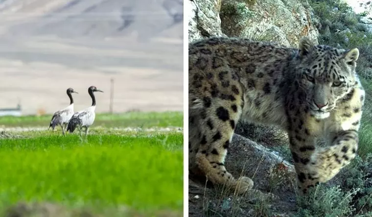 Snow leopard, black-necked crane declared state animal and bird of Ladakh