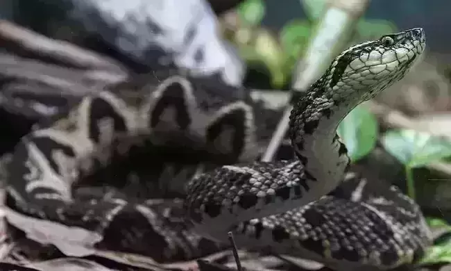 Component of a Brazilian viper venom stalls COVID virus: Study