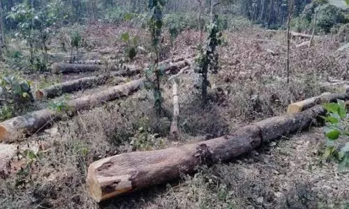 Kerala HC demands for extensive probe into illegal tree-felling