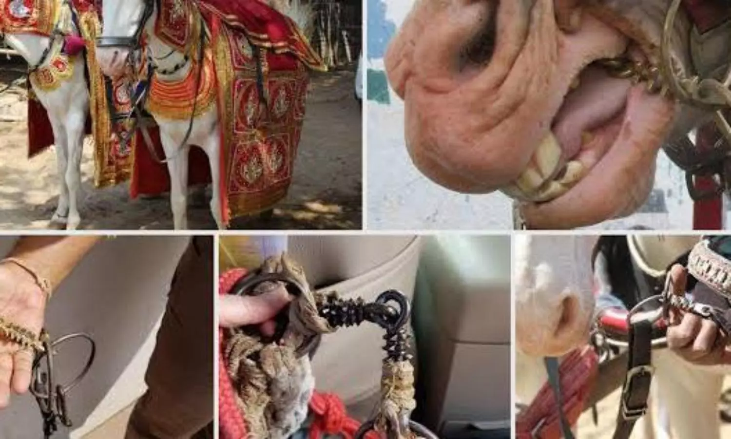 PETA appeals to people to opt for horse-free weddings