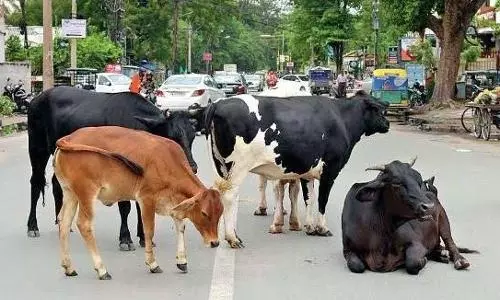 Cow should be declared as national animal: Allahabad High Court