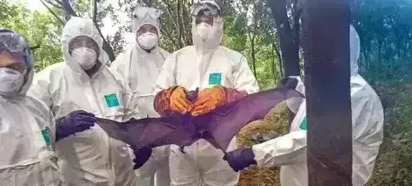 Kerala gets a breather as all symptomatic persons test negative for Nipah