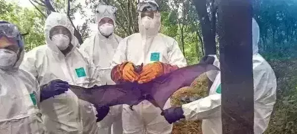 Kerala gets a breather as all symptomatic persons test negative for Nipah
