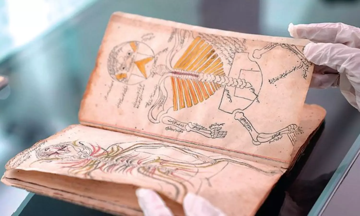 Riyadhs library receives rare 14th-century human anatomy manuscripts