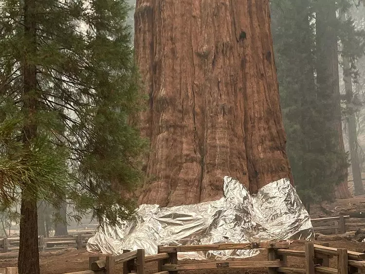 General Sherman Tree