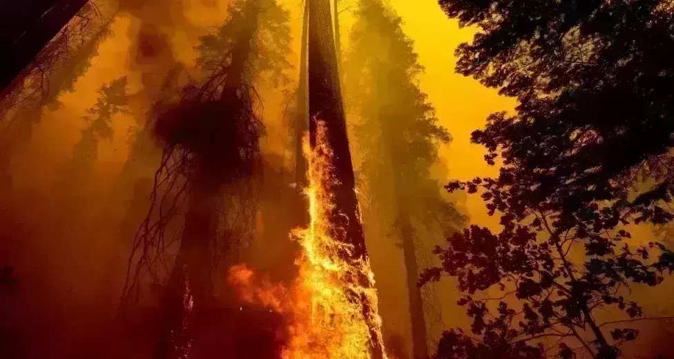 California wildfires burn over 40k acres of Sequoia National park, forest lands