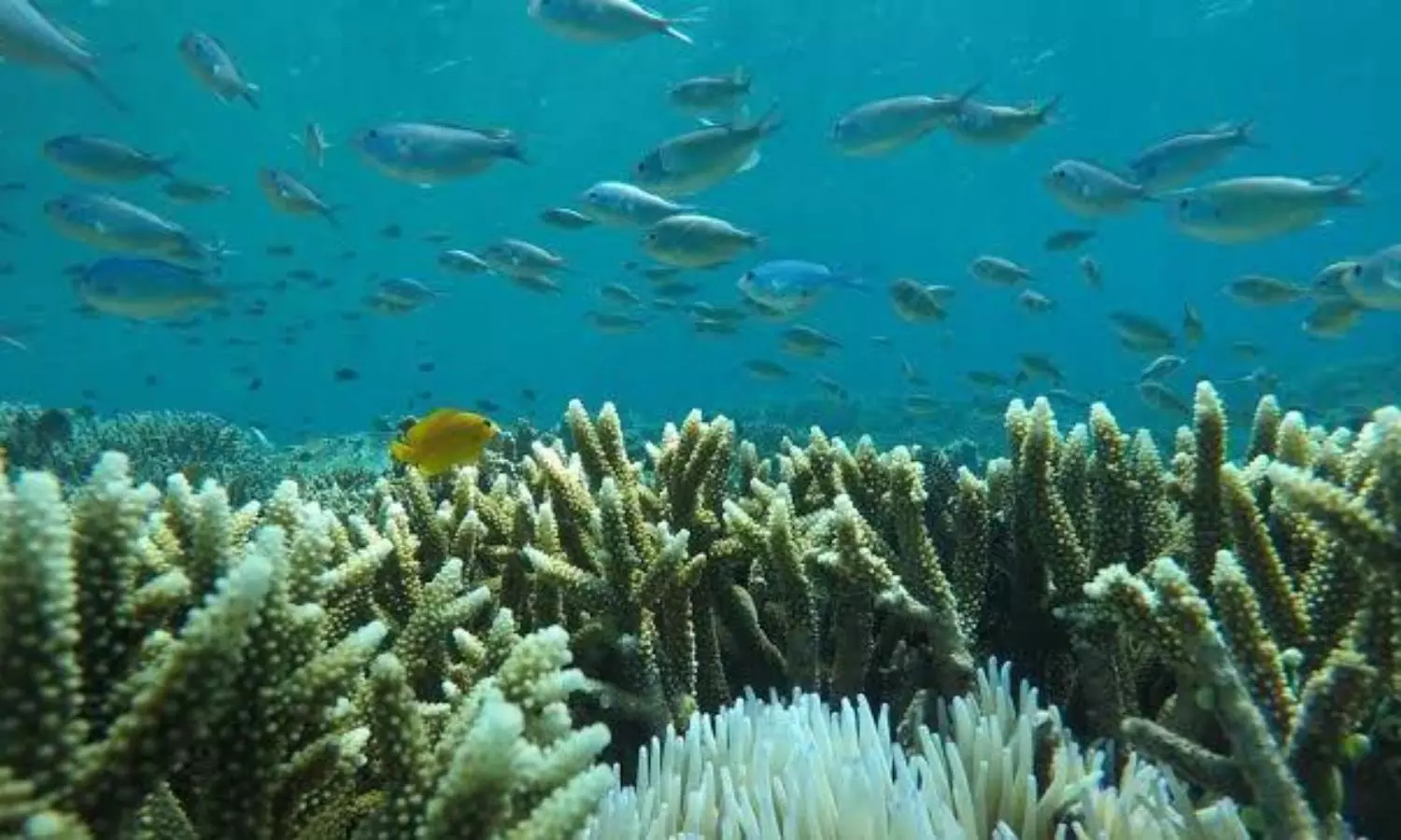 14% of global coral wealth lost to global warming in a decade: report