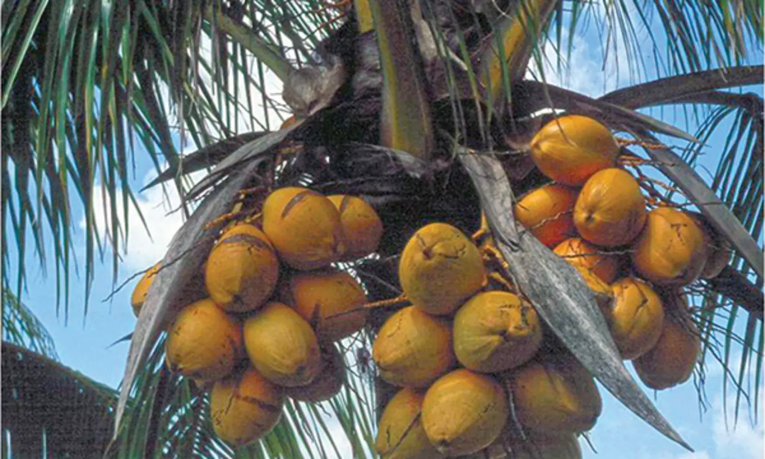 Now, cloning coconut trees; Belgian scientists claim breakthrough